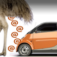 Illustration for article titled Smart Explains How They Determined The Weight Of Emu Poop
